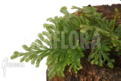 Selaginella Griffithii Suriname -Green Haven Sales Store Selaginella griffithii Suriname 4