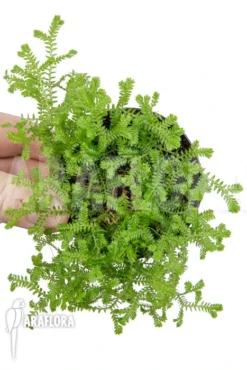 Selaginella Kraussiana (hardy Form)