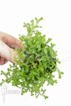 Selaginella Kraussiana (hardy Form) -Green Haven Sales Store Selaginella kraussiana hardy 3