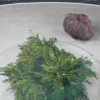Selaginella Lepidophylla