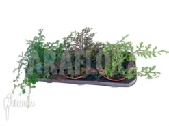 Selaginella Package 3 Species -Green Haven Sales Store Selaginella package 3 species 2