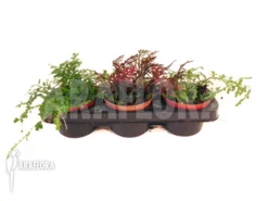 Selaginella Package 3 Species -Green Haven Sales Store Selaginella package 3 species 3