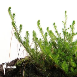Selaginella Peruviana