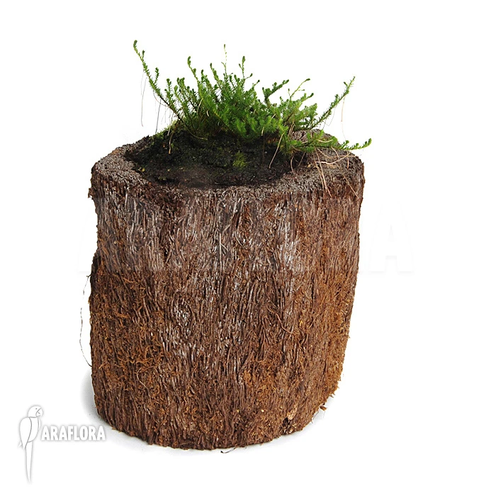 Selaginella Peruviana 2 Selaginella Peruviana - Image 2