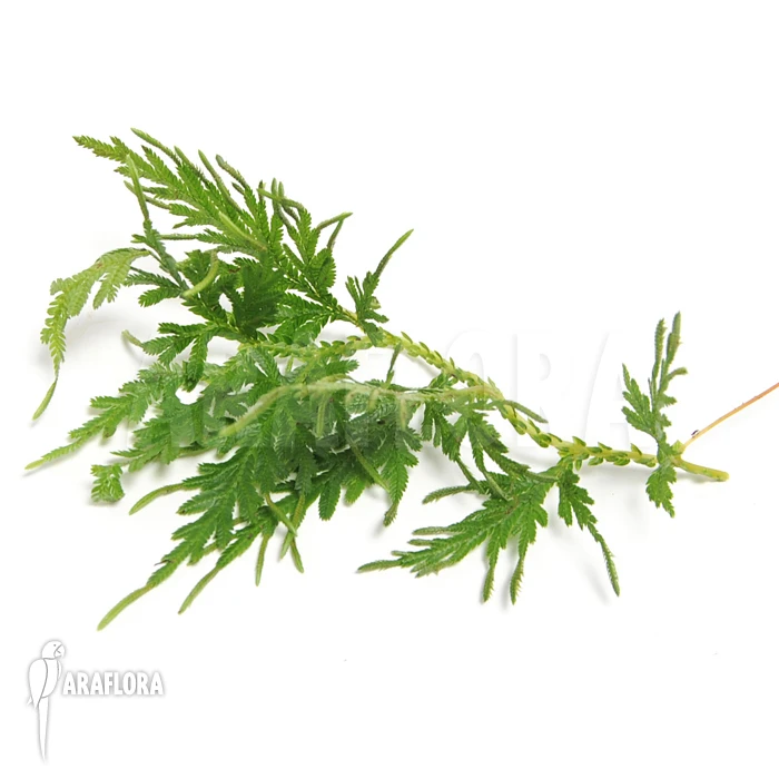 Selaginella Plana 1 Selaginella Plana