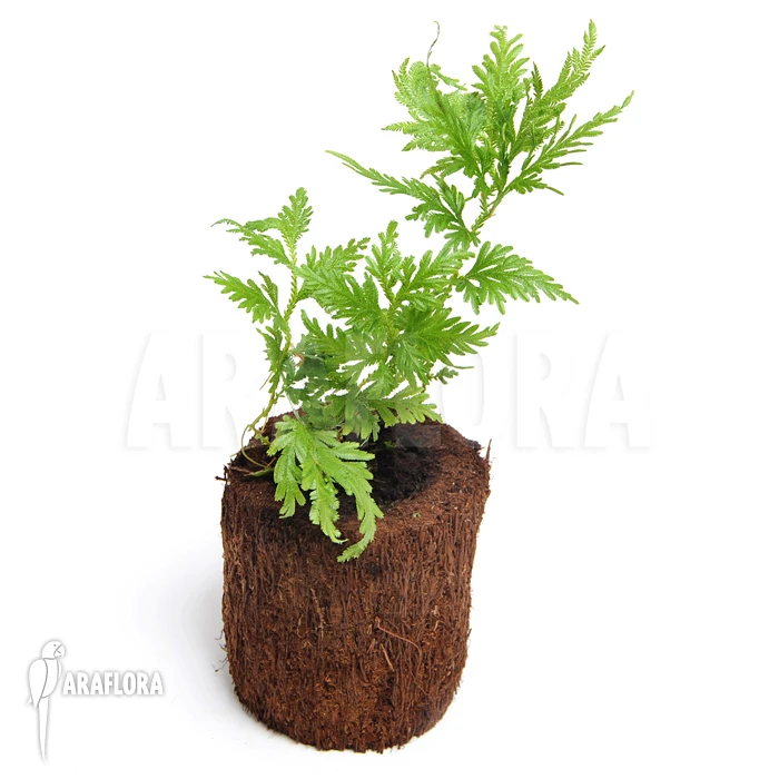 Selaginella Plana 2 Selaginella Plana - Image 2