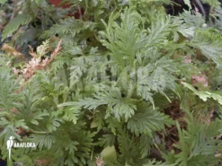 Selaginella Plana 5 Selaginella Plana -Green Haven Sales Store Selaginella plana 3