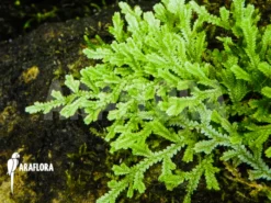 Selaginella Serpens