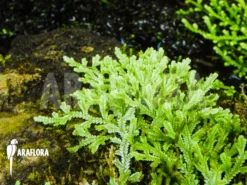Selaginella Serpens -Green Haven Sales Store Selaginella serpens 2