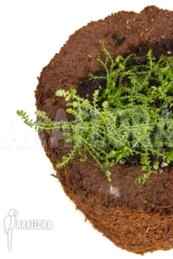 Selaginella Species Colombia