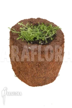 Selaginella Species Colombia -Green Haven Sales Store Selaginella sp Colombia 2