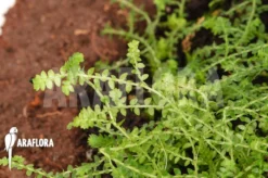 Selaginella Species Colombia -Green Haven Sales Store Selaginella sp Colombia 3