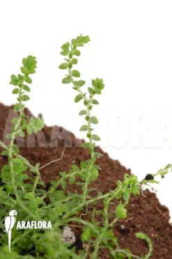 Selaginella Species Colombia -Green Haven Sales Store Selaginella sp Colombia 4