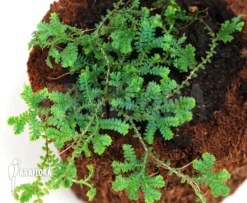 Selaginella Uncinata 'starter' -Green Haven Sales Store Selaginella uncinata 1