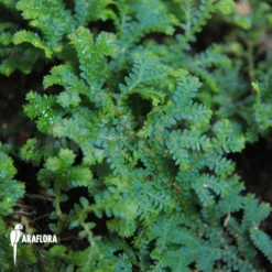 Selaginella Uncinata -Green Haven Sales Store Selaginella uncinata 3