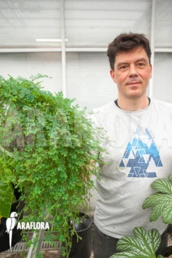 Selaginella Uncinata -Green Haven Sales Store Selaginella uncinata XL 2