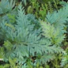 Selaginella Willdenowii 'Peacock Fern'