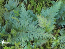 Selaginella Willdenowii 'Peacock Fern'