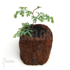 Selaginella Willdenowii 'Peacock Fern' -Green Haven Sales Store Selaginella willdenowii peacock fern 2