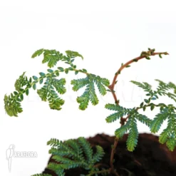 Selaginella Willdenowii 'Peacock Fern' -Green Haven Sales Store Selaginella willdenowii peacock fern 3