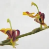Orchid 'Sigmatostalix Picta (Ecuador)'