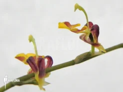 Orchid 'Sigmatostalix Picta (Ecuador)'