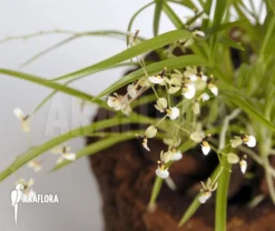 Orchid 'Sigmatostalix Radicans'