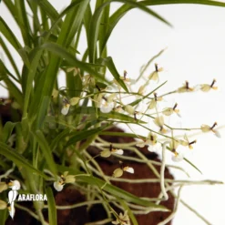 Orchid 'Sigmatostalix Radicans' -Green Haven Sales Store Sigmatostalix radicans 3