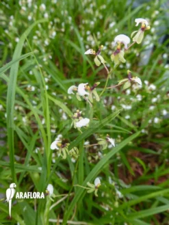 Orchid 'Sigmatostalix Radicans' -Green Haven Sales Store Sigmatostalix radicans 4