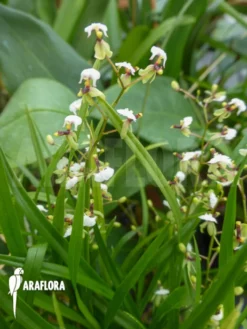 Orchid 'Sigmatostalix Radicans' -Green Haven Sales Store Sigmatostalix radicans 5