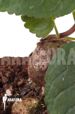 Sinningia Hybride -Green Haven Sales Store Sinningia hybride 3