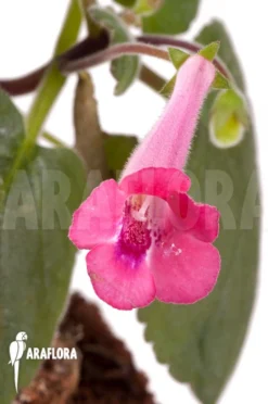 Sinningia Hybride -Green Haven Sales Store Sinningia hybride 4