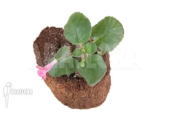 Sinningia Hybride -Green Haven Sales Store Sinningia hybride 5