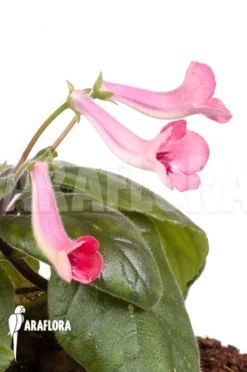 Sinningia Hybride -Green Haven Sales Store Sinningia hybride 6