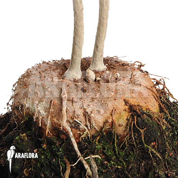 Sinningia Leucotricha 1 Sinningia Leucotricha