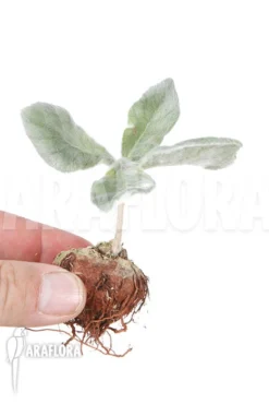 Sinningia Leucotricha 'starter'