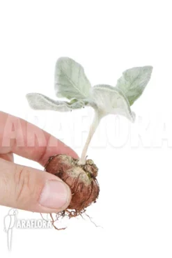 Sinningia Leucotricha 'starter' -Green Haven Sales Store Sinningia leucotricha starter 3