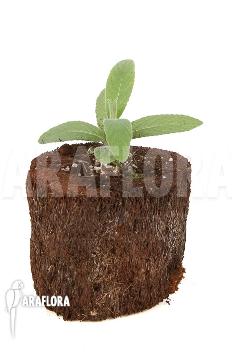 Sinningia Tubiflora 3 Sinningia Tubiflora - Image 3