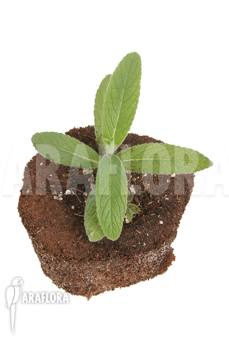 Sinningia Tubiflora 2 Sinningia Tubiflora - Image 2