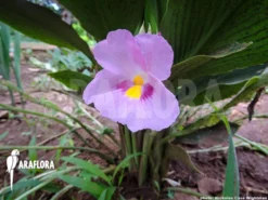 Siphonochilus Kirkii