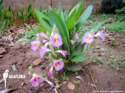 Siphonochilus Kirkii -Green Haven Sales Store Siphonochilus kirkii 2