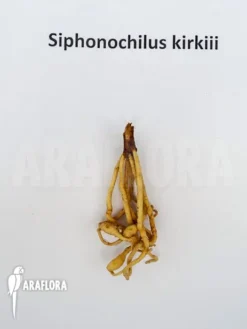 Siphonochilus Kirkii -Green Haven Sales Store Siphonochilus kirkii 3