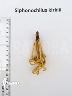 Siphonochilus Kirkii -Green Haven Sales Store Siphonochilus kirkii 4