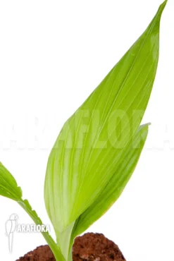 Siphonochilus Kirkii -Green Haven Sales Store Siphonochilus kirkii 6