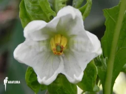Solanum Melongena -Green Haven Sales Store Solanum melongena 3