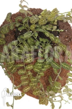 Solanum Evolvulifolium