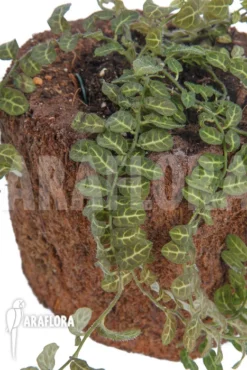 Solanum Evolvulifolium -Green Haven Sales Store Solanum sp Ecuador 3