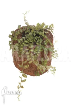 Solanum Evolvulifolium -Green Haven Sales Store Solanum sp Ecuador 4