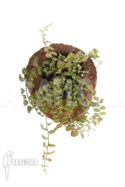 Solanum Evolvulifolium -Green Haven Sales Store Solanum sp Ecuador 5