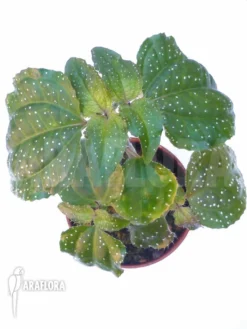 Sonerila Margaritacea